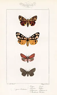 Brown tiger moth, cream-spot tiger, ruby tiger Brown tiger moth, cream-spot tiger, ruby tiger