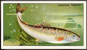 Brown Trout/Morris/1928