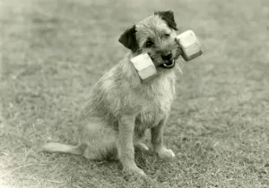 Border Terrier Breed Prints: FALL / BORDER TERRIER / 1960