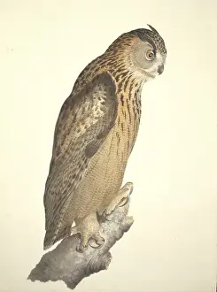 William MacGillivray Artwork Prints: Bubo bubo, Eurasian eagle-owl