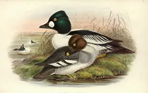 Bucephala clangula, common goldeneye Bucephala clangula, common goldeneye