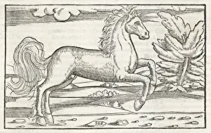 Prints of Bucephalus, the horse of Alexander the Great Bucephalus Prints: Print of Bucephalus, the horse of Alexander the Great