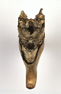 Buceros rhinoceros, rhinoceros hornbill skull Buceros rhinoceros, rhinoceros hornbill skull