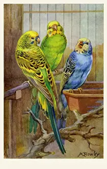 1936 Budgerigar Print: Three birds on a perch