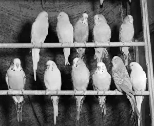 Print of Eleven Budgerigars on Two Perches