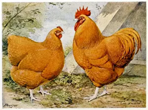 Buff Orpington Print: Rooster and Hen