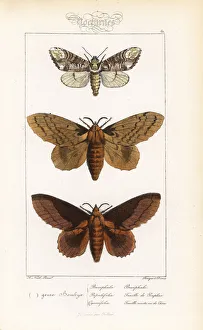Buff-tip, poplar lappet and lappet moth Buff-tip, poplar lappet and lappet moth