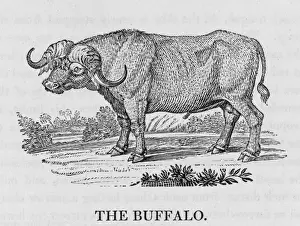 Mary Evans Prints Collection Prints: Buffalo (Bewick)