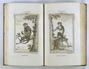 18th Century Prints: Buffon / Monkeys