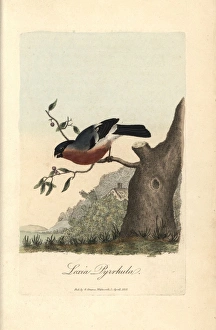 Bulfinch, Eurasian bullfinch, Loxia pyrrhula Bulfinch, Eurasian bullfinch, Loxia pyrrhula