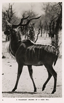 A Bull Kudu Antelope - Zimbabwe, East Africa A Bull Kudu Antelope - Zimbabwe, East Africa