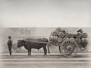 Bull, ox cart loaded with bales, Japan Bull, ox cart loaded with bales, Japan