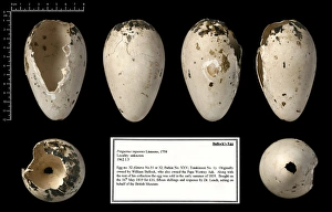 Bullocks great auk (Pinguinus impennis) egg Bullocks great auk (Pinguinus impennis) egg
