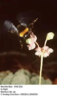 Insect Photography UK Prints: BUMBLEBEE - In flight