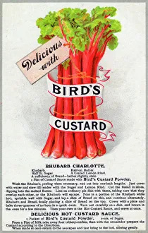 A bunch of Rhubarb - delicious with Birds Custard A bunch of Rhubarb - delicious with Birds Custard