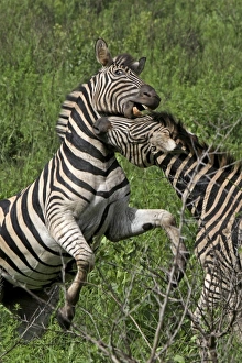 Burchells / Plains / Common Zebra - fighting Burchells / Plains / Common Zebra - fighting