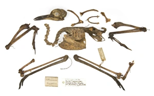 Burhinus grallarius, skeleton Gould Collection Burhinus grallarius, skeleton Gould Collection