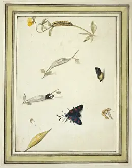 Invertebrate Arthropod Images Prints: Burnet moth