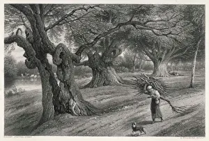 Burnham Beeches Woodland Scene Print