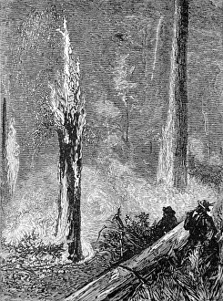 Burning a clearing in the woods, California, 1884 Burning a clearing in the woods, California, 1884