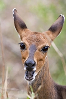 Bush buck / Bushbuck - with mouth open Bush buck / Bushbuck - with mouth open