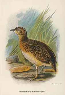 Turnix whiteheadi Print