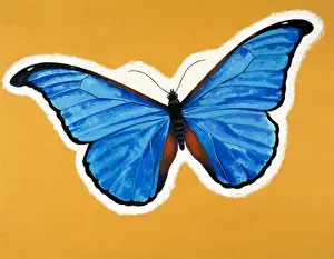 Vintage Butterfly Illustrations Prints: Butterfly