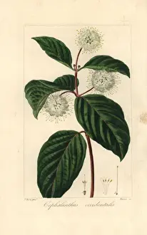 Botanical Illustration History Prints: Buttonbush, Cephalanthus occidentalis, native