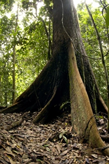 A buttressed tree trunk - in primary rainforest A buttressed tree trunk - in primary rainforest