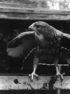 Old Photographs Of Birds Prints: BUZZARD