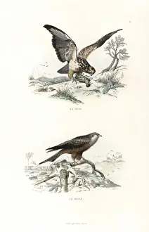 Bird Of Prey Illustrations Prints: Buzzard and red kite