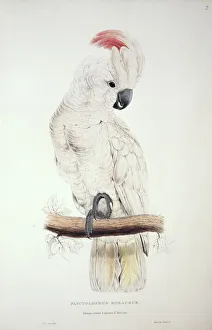Cacatua moluccensis, salmon-crested cockatoo Cacatua moluccensis, salmon-crested cockatoo
