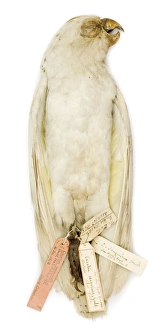 Cacatua sanguinea, from the Gould Collection Cacatua sanguinea, from the Gould Collection