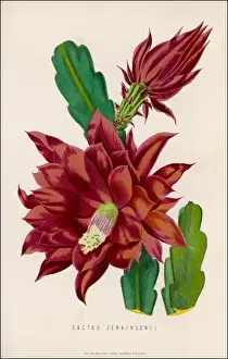 Desert Flora Images Prints: Cactus Jenkinsonii