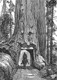 Tunnel Prints: Californian Redwood Tree Print, 1888 Engraving