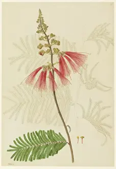 Prints of Calliandra sp. - Illustration from Delineation of exotic plants cultivated in the Royal Garden at Kew (1796) by Franz Andreas Bauer (1758-1840) Franz Andreas Bauer Prints: Calliandra sp. Print, 1796, Botanical Illustration