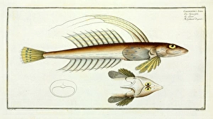 Callionymus lyra or the Gemmeous dragnet Callionymus lyra or the Gemmeous dragnet