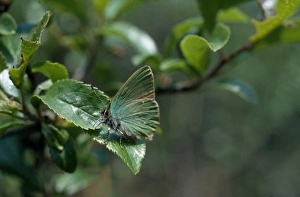 Callophrys rubi (Linnaeus), green hairstreak Callophrys rubi (Linnaeus), green hairstreak