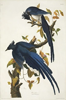 Calocitta colliei, black-throated magpie-jay Calocitta colliei, black-throated magpie-jay