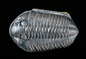Calymene blumenbachii brongniart, trilobite Calymene blumenbachii brongniart, trilobite