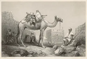 Camel Photography Prints: Camel (Bartlett)