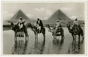 Cairo Pyramids Prints: Camel and Pyramids in Cairo, Egypt