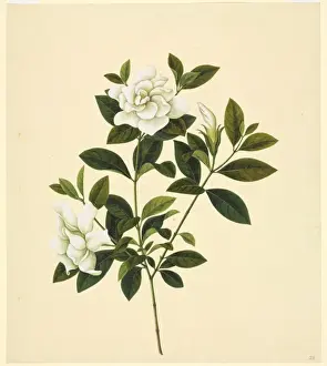 Magnoliophyta Flowering Plants Prints: Camelia cv