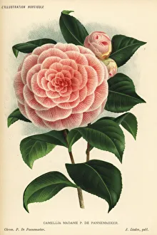 Camellia hybrid, Madame P. de Pannemaeker, Camellia japonica Camellia hybrid, Madame P. de Pannemaeker, Camellia japonica