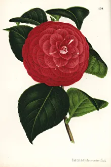 Camellia hybrid, Marchesa Davia, Camellia japonica Camellia hybrid, Marchesa Davia, Camellia japonica
