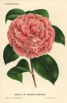 Camellia hybrid, Raymond Lemoinier, Camellia japonica Camellia hybrid, Raymond Lemoinier, Camellia japonica