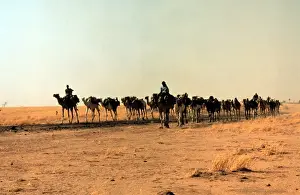 Camel Train in Arabian Desert Print