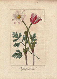 Cape anemone, Anemone tenuifolia, native to South Africa Cape anemone, Anemone tenuifolia, native to South Africa