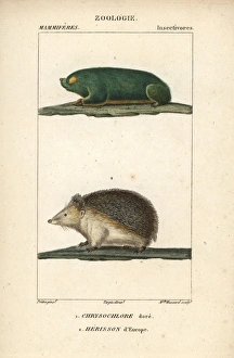 Cape golden mole, Chrysochloris asiatica Cape golden mole, Chrysochloris asiatica