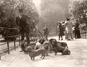 Captain Berrys dachshunds in the park Captain Berrys dachshunds in the park